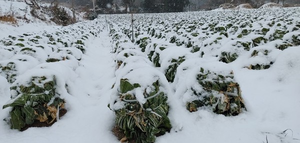 전남지역 겨울 농작물이 동해 피해가 우려된다. [전남농협 제공]