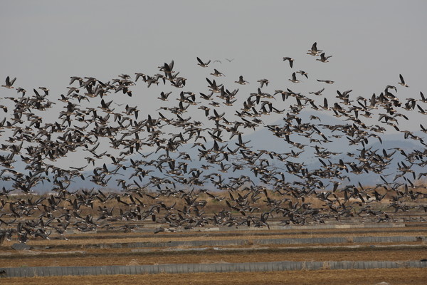 충남 서산시의 ‘천수만 철새도래지’가 환경부 주관 생태관광지역으로 3연속 재지정됐다. [서산시 제공]