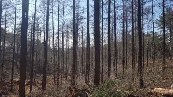 남부지방산림청 울진국유림관리소는 올해 산림사업을 본격적으로 실시한다. 사진은 숲가꾸기 모습 [울진국유림관리소 제공]