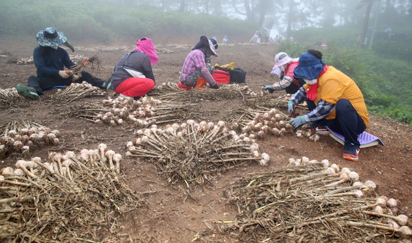 태안군이 가의도를 육쪽마늘 우량종구 생산지로 조성한다. 사진은 지난해 가의도에서 마늘 종구를 수확하는 모습 [태안군 제공]