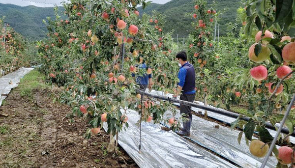 지난 4일 경북 포항시 북구 죽장면에서 한국농업경영인 포항시연합회원들이 수해가 난 사과밭에서 복구를 지원하고 있다. [포항시 제공]