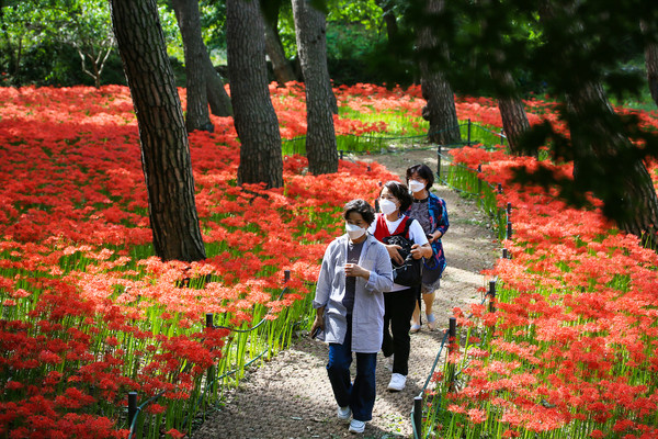 충남 보령시 성주산자연휴양림에 가을을 맞아 꽃무릇이 진홍색 꽃망울을 터트려 장관을 이루고 있다. [보령시 제공]