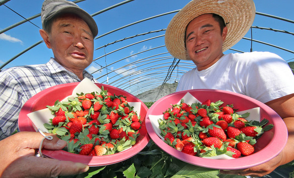 국내 최고 품질을 자랑하는 지리산 산청 딸기가 전국에서 처음으로 출하를 시작했다. [산청군 제공]