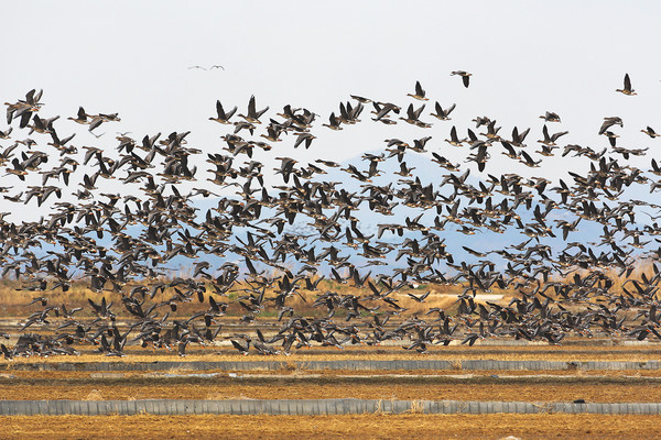 지난해 11월 서산 천수만 먹이경작지에 날아든 철새. [서산시 제공]