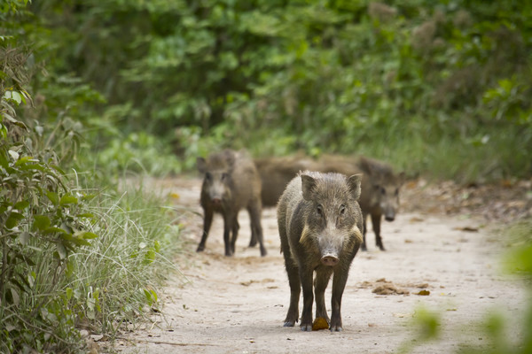 강원 춘천지역 내 야생멧돼지 아프리카 돼지열병(ASF) 누적 발생 건수가 188건으로 나타났다. [이미지투데이 제공]