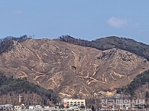 지난해 4월 대형산불로 강원 양구군 대표 명품 숲으로 조성위해 벌채 실시한후 최근 민둥산이 된 모습.