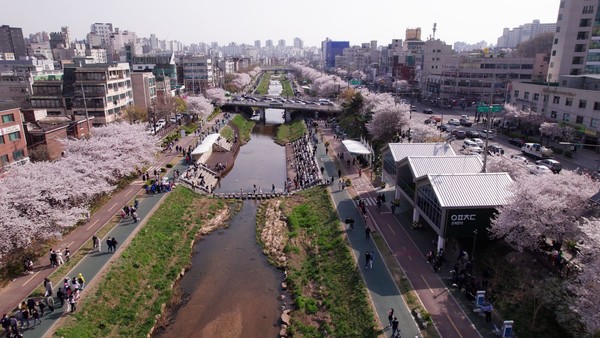 서울 은평구는 내달 2일 불광천에서 ‘2023 은평 벚꽃 마라톤 대회’를 연다.사진은 불광천 벚꽃 모습 [은평구 제공]
