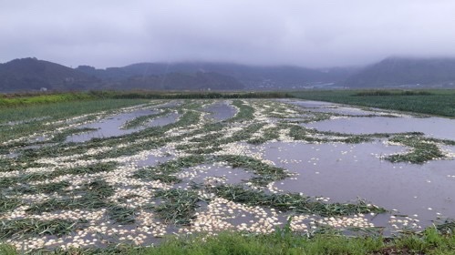 폭우에 잠긴 농경지 [연합뉴스]