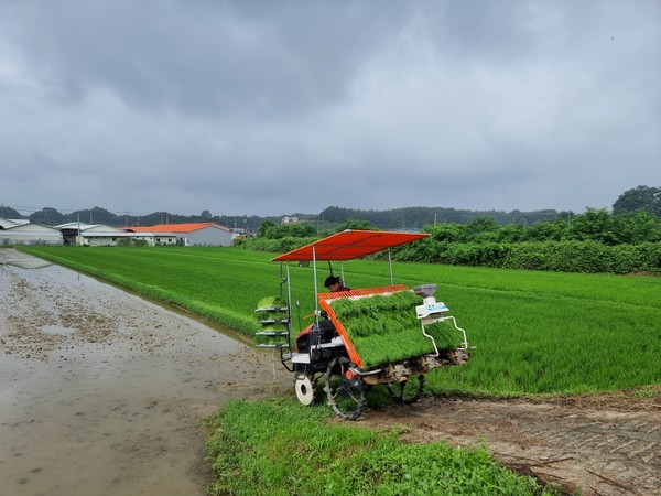 경기 양평지역에서 가루쌀 벼 모내기가 처음으로 시작됐다. [양평군 제공]