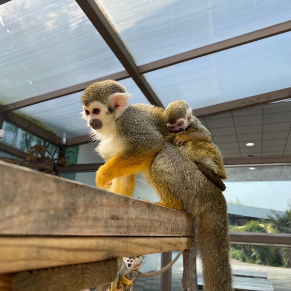 지난 8월 국가정원 어린이동물원에서 아기다람쥐원숭이(정몽순)가 태어났다. [순천시 제공]