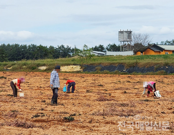 전남 무안군 현경면은 농민들이 최근 고구마 수확이 한창인 가운데 수확이 끝난 밭에 들어가 이삭줍기를 하는 사람들이 자주 나타나 농심을 애태우고 있다.