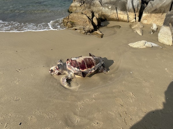 양양군 남애3리 해수욕장에서 발견된 붉은바다거북 사체. [속초해양경찰서 제공]
