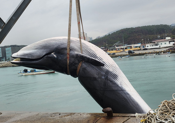 부산 기장군 해상에서 발견된 고래. [독자 제공]
