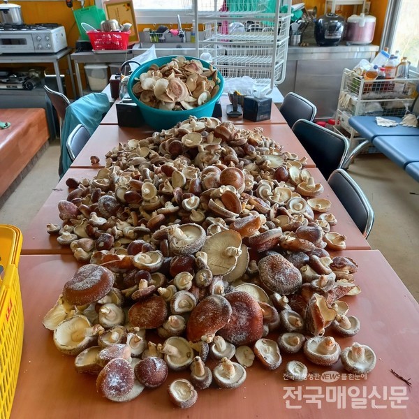 지난 18일 수확한 표고버섯 20kg.