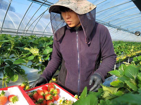순천지역 한 농가가 유기농 중심의 친환경농업으로 재배한 딸기를 수확하고 있다. [전남도 제공]