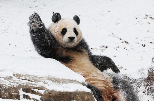 지난 20일 오전 경기도 용인시 에버랜드에서 판다 푸바오가 눈밭 위에서 즐거워하고 있다. [연합뉴스]