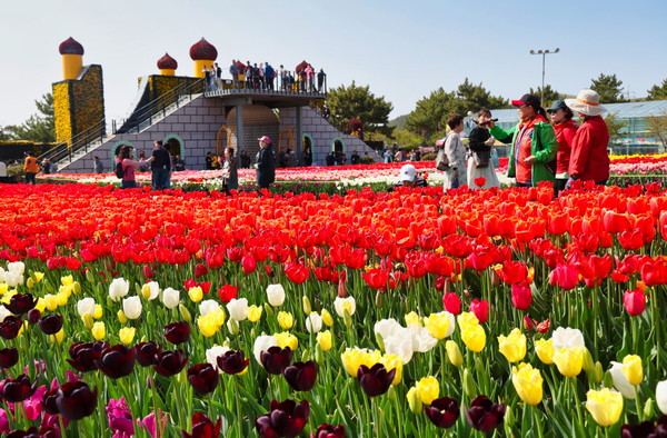 충남 태안군에서 260만 송이의 튤립을 만날 수 있는 봄꽃 축제가 열린다. [태안군 제공]