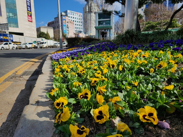 대전 중구는 새봄이 다가왔음을 알리고 쾌적한 가로 환경 조성을 위하여 관내 주요 교통섬 및 가로화단 등에 봄꽃을 식재한다. [중구 제공] 