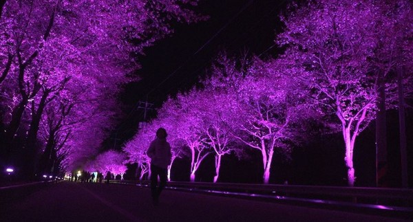 야간 경관과 어울린 또 다른 벚꽃축제의 볼거리. [흥천면 제공]