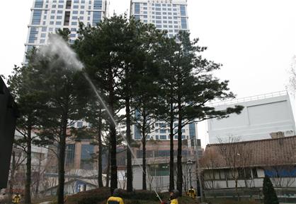 서울 중구는 식목일 공약 ‘종이없는 사무실’을 추진한다. 사진은 중구청 앞 소나무 세척 모습 [중구 제공]
