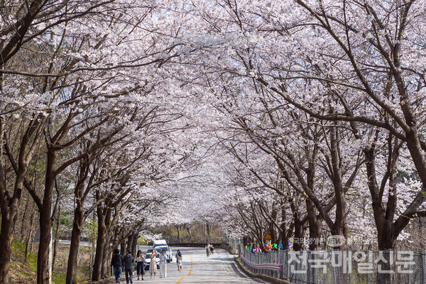대한민국 벚꽃 엔딩 명소로 유명한 강원 춘천 부귀리 벚꽃축제가 14일 막을 내렸다.
