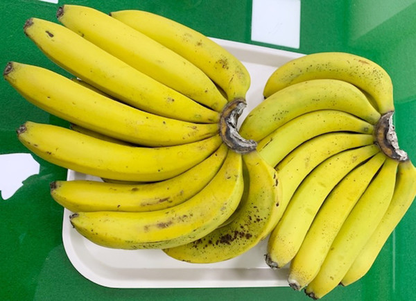 삼척지역서 수확한 바나나 (사진제공=삼척시청)