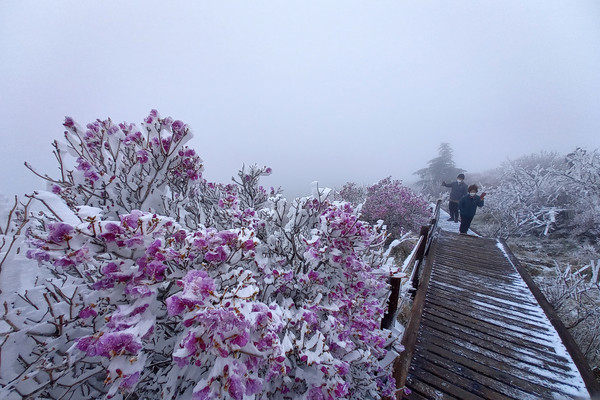 2일 오전 전남 구례군 토지면 지리산 노고단에서 등산객들이 눈이 쌓인 탐방로를 걷고 있다. [구례군 제공]