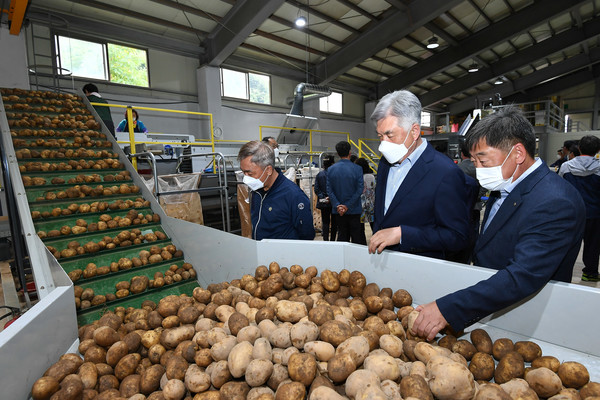 강원 정선 임계농협이 전자식 감자선별기를 도입해 본격적인 가동에 들어갔다. [임계농협 제공]
