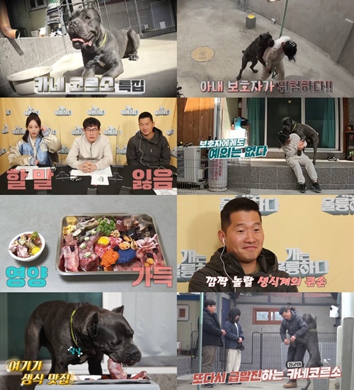 '개는 훌륭하다' 주인만 따르는 고민견 카네코르소 장군이...강형욱 솔루션은?(사진=KBS2)