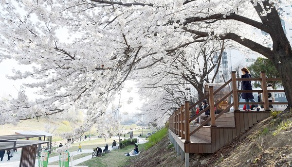 의정부 호원 벚꽃축제 [의정부시 제공]