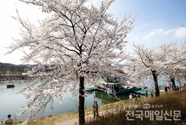 강원 춘천시 공지천에 벚꽃이 만개해 있다.