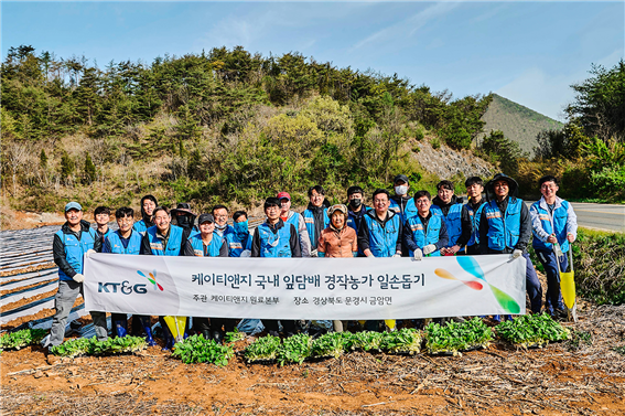 KT&G가 경북 문경지역에서 잎담배 이식 봉사활동을 진행했다. [KT&G 제공]
