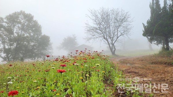전남 곡성군 충의공원에 구절초와 백일홍이 만개해 한 폭의 그림을 선사하고 있다.