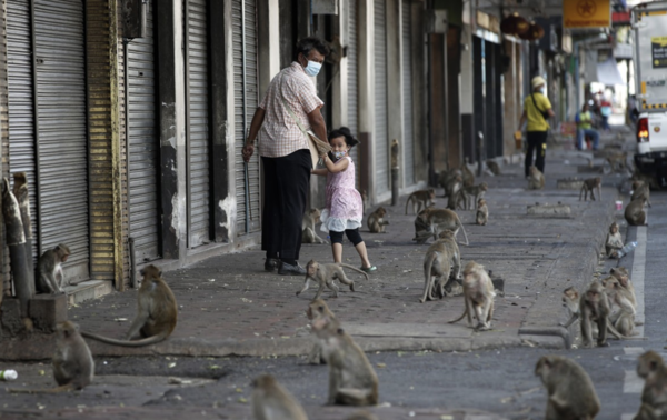 원숭이가 가득한 롭부리시 거리. [EPA=연합뉴스 자료사진]